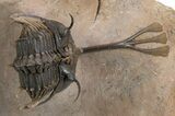 Trident Walliserops Trilobite - Exceptional Preparation #300605-2